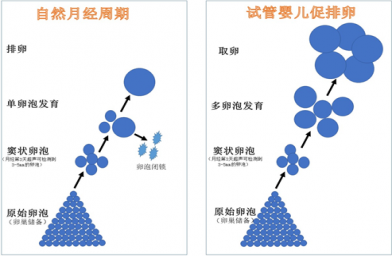 体外受精会影响卵巢功能吗？  